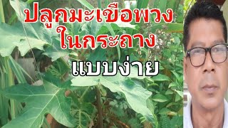 ปลูกมะเขือพวงในกระถางแบบง่ายง่าย#เกษตรปลอดสาร#เกษตรทำเงิน