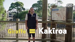 Te Wiki o Te Reo Māori with Hōhepa - kakīroa