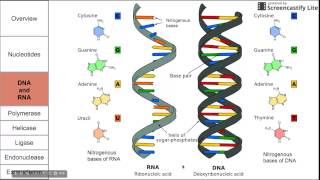 Introduction to nucleic acids