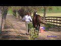 040j1 kristin joly on vice commander cci1* fei jog 1 twin rivers ranch april 2018