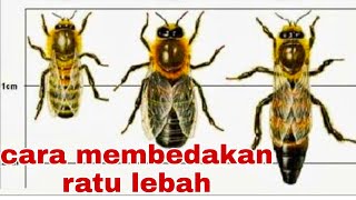 Cara membedakan ratu lebah