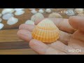 طريقه تنظيف صدف البحر 🌊🐚 لاستخدامه في الافكار المختلفه🧚وكمان هوريكوا اجمل ما جمعت من الصدف 💖