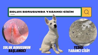 Yavru Köpeğim Kusuyor, Gençlik Hastası mı ? Kanlı İshal Mi ? Yabancı Cisim Yutmuş mu ? ( Endoskopi )