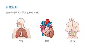 最新六年级科学单元二（人类）