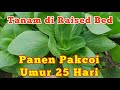 Tanam Pakcoy di Raised Bed Panen 25 Hari || How to Grow Pakcoy