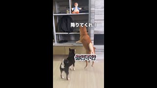 爆笑　びっくりした柴犬たちの動きが可愛すぎます