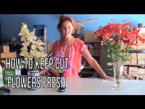 How To Keep Cut Flowers Fresh How To Keep Cut Flowers Fresh