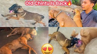 New Chintu Ko Dekh Asa Lga Purane Chintu Zinda Hogya😍Finally Chintu Is Return🔥