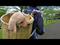 初めてのお散歩 （仮）初公園♪ラブラドールレトリバー🐶ベニーfirst walk provisional first park ♪ labrador retriever benny