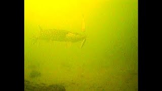 Aggresive Pike Hits Spoon