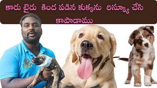 కారు టైరు కింద పడిన కుక్క ను రెస్క్యూ చేసాము#viralvideo #dance #dog #doglover #love