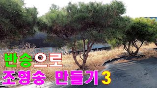 방치된 반송으로 조형송만들기3- 본영상과 같은 