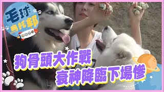 狗骨頭大作戰 衰神降臨下場慘 @毛球烏托邦MaoUtopia