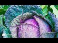 Benefits of Cabbage Leaves on the Knee for Osteoarthritis Benefits of Cabbage Leaves on the Knee for Osteoarthritis