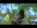 Top 10 Most Beautiful Singing Birds in the World | Wild birds channel