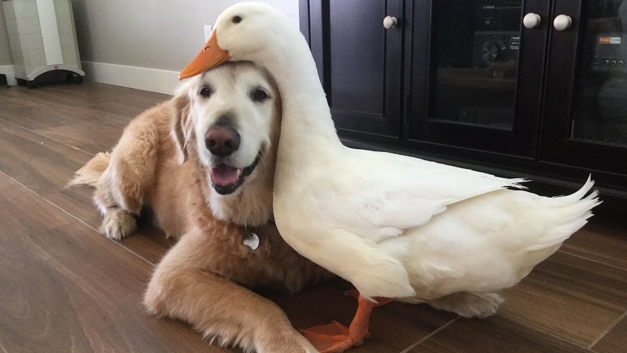 Dog And Duck Are Inseparable Best Friends - YouTube