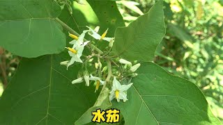 农村的“一面针”又叫“水茄”，用途可厉害了，找它准没错【农家莎妹】