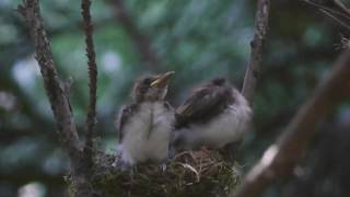 サンコウチョウの給餌