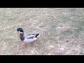 Angry duck attack my friend