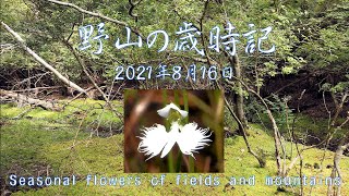 野山の歳時記　山間湿地の植物ほか　2021年8月16日