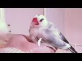 文鳥夫婦を桜文鳥ここあ様はいつも見守ってる。【うねうね文鳥だ！ ３８】