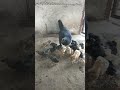 आमची कोंबडी व पिल्ले 🐥🐣🐤😀👌 सबस्क्राईब करा poltree farm in jalgaon