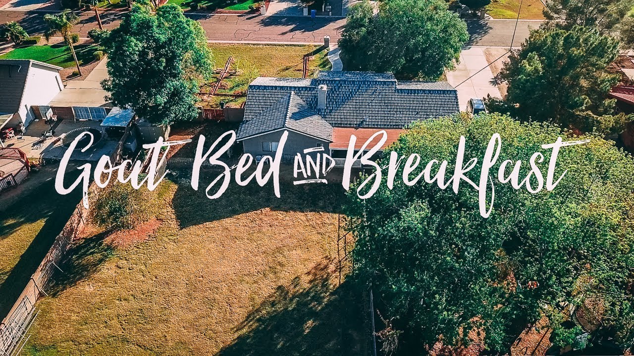 Goat Bed & Breakfast - YouTube