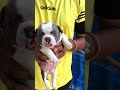 cute😍🔥micro american bully female bullz kennel sangrur📞 7009116343 shorts trending kennel dog