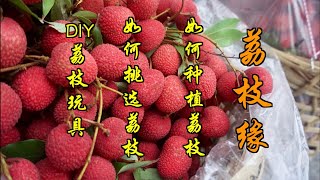 荔枝缘--如何种荔枝/如何挑选荔枝/DIY荔枝玩具(第66期) A story of lychee(Ep66)