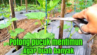 potong pucuk mentimun agar berbuah banyak