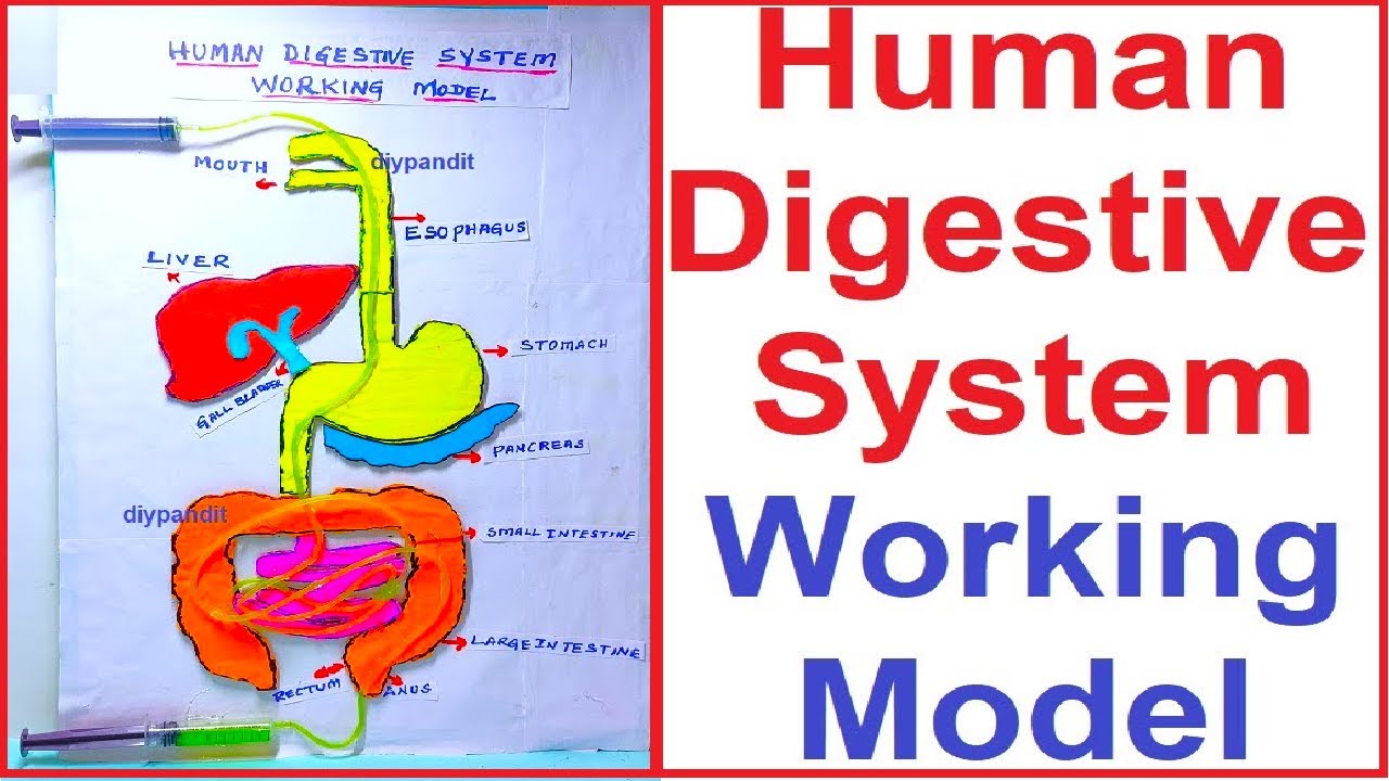 Digestive System Model Project