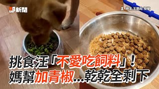 挑食汪「不愛吃飼料」！　媽幫加青椒...乾乾全剩下│寵物│狗狗│Pet│