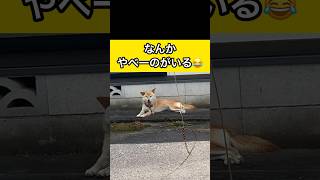 柴犬コロ なんかやべーのがいる😂 #柴犬コロ #怖い #おもしろ #歌う犬 #こわい #shibainu #dog #funny