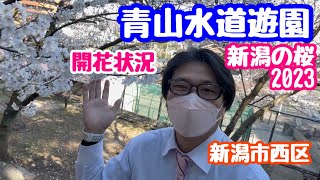 2023年4月1日 青山水道遊園の桜とツバキ開花状況 ほぼ満開 新潟市西区