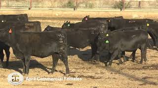 Bred Commercial Angus Females