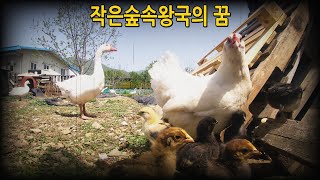 #339. Dream of a little forest kingdom (# chicken, goose, duck, cat)