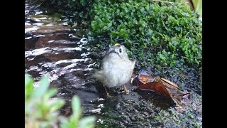 可愛い! キクイタダキの水浴び