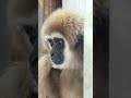 シロマティーの可愛い瞳 gibbon shiromaty s beautiful eyes 2023.04.28 京都市動物園 shiromaty シロテテナガザル シロマティー