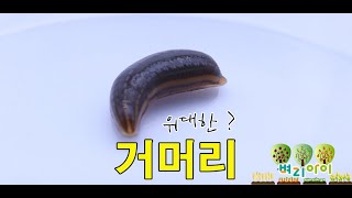 위대한? 거머리