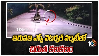 తిరుపతి ఎస్వీ వెటర్నరీ వర్సిటీలో చిరుత కలకలం | Tiger Hulchul in Tirupati | 10TV