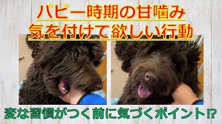 【パピー時期の甘噛みで気を付けておきたい事】問題行動を起こさないために知っておきたい事