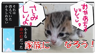 工場で拾った子猫が世界一の美猫だった件【保護猫】