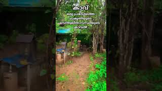 സര്‍പ്പക്കാവ്, #shorts #short #trending #devotional #kerala #nature #nagaraja #hariom #omnamashivaya