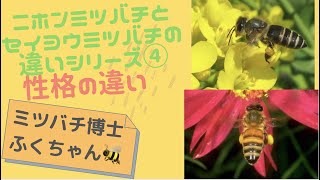 ニホンミツバチとセイヨウミツバチの違いシリーズ④〜性格の違い〜