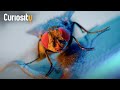 How the Common House Fly Survives in Our Homes | Planet Insect