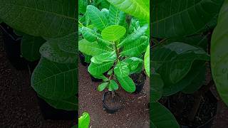 Cashew tree grafted plant #shorts #cashew plant