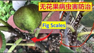 无花果病虫害防治-介壳虫的有机治疗   #果树修剪，养护及繁殖