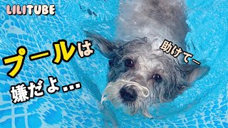 EP.04 ワンちゃんも夏はやっぱりプールでしょ！(ミックス犬)