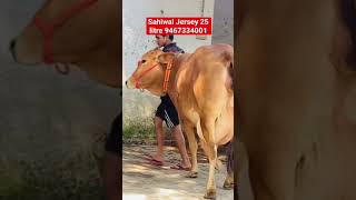 Sahiwal Jersey Cross Cow 25 litre milking Available for sale 9467334001