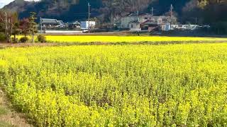 🟡【突撃カメラマン】 ｢菜の花畑見頃❗️」 ー 姫路市夢前町寺の “ 菜の花畑 ” を訪れる❣️ー